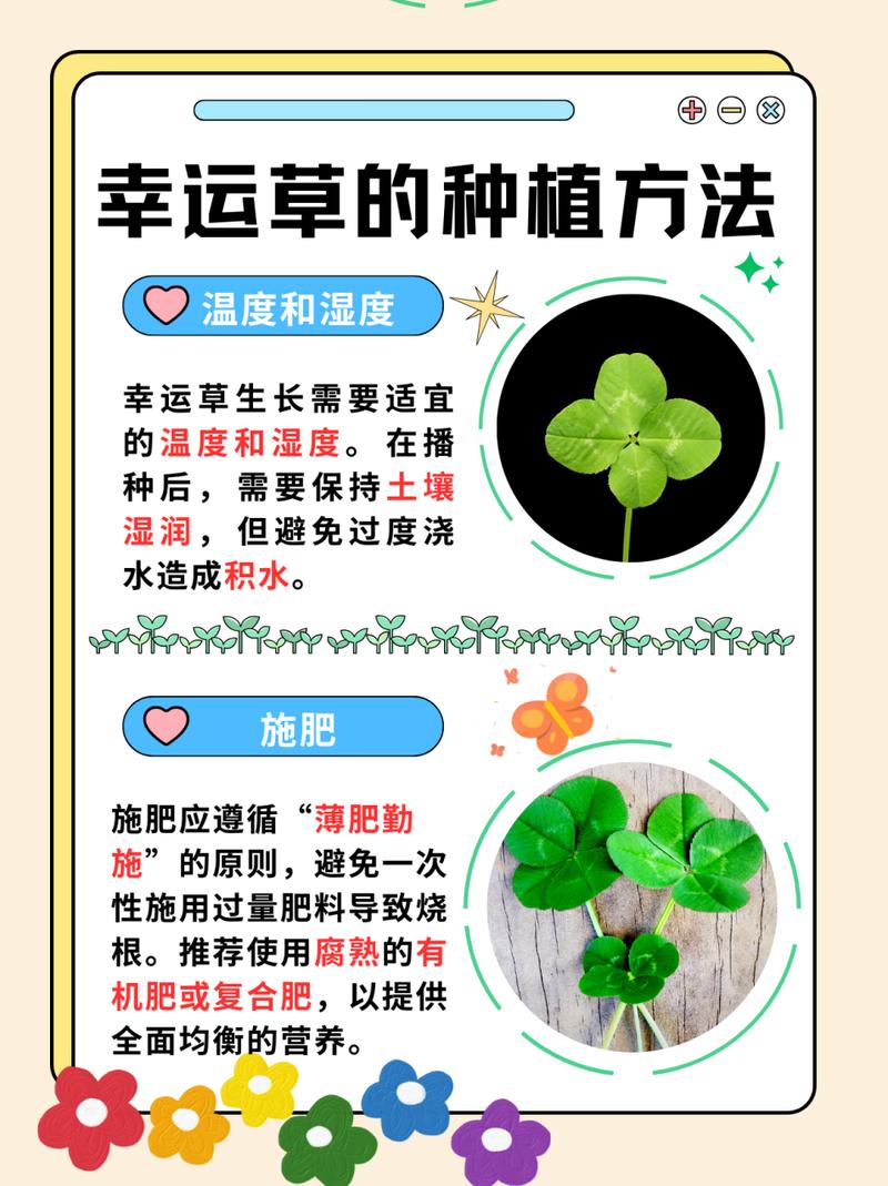 幸运草怎么种，幸运草怎么种植方法？-第6张图片-优品飞百科