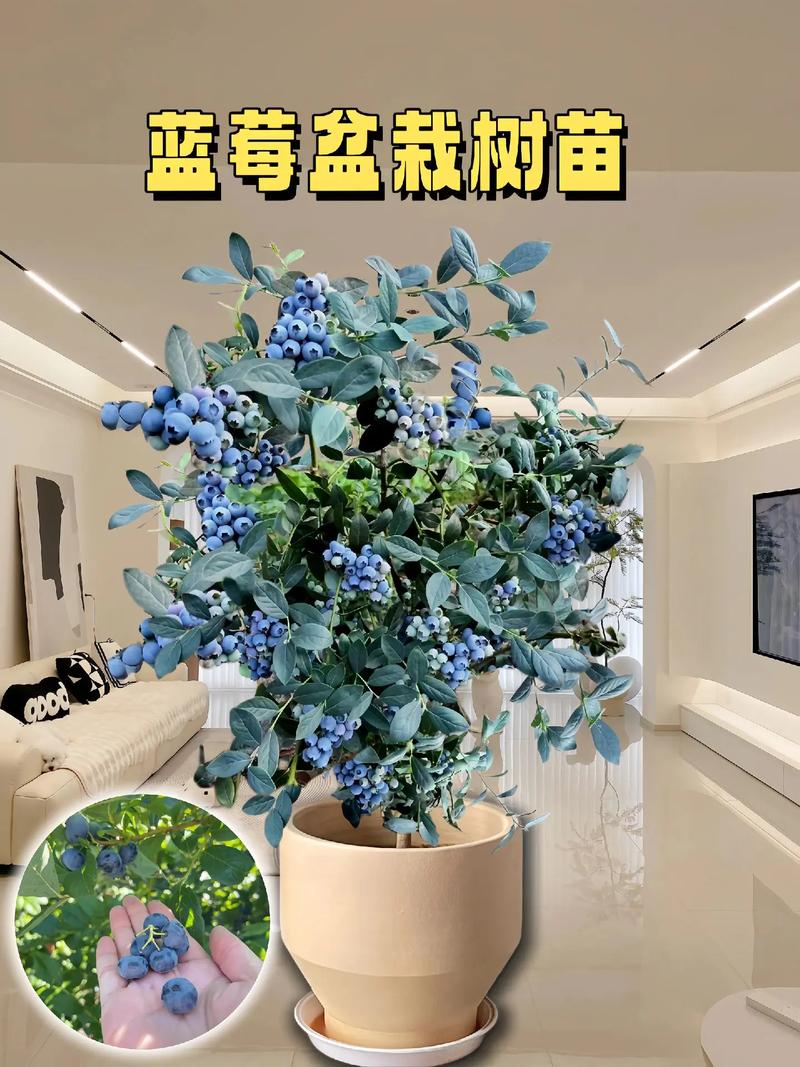 蓝莓种植方法，蓝莓种植方法和时间