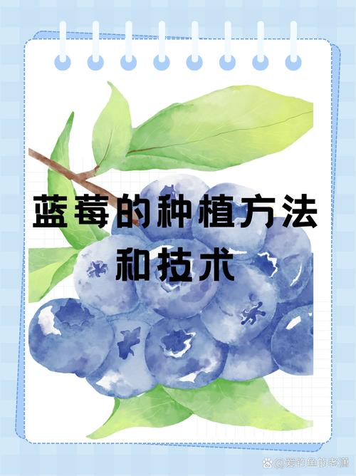 蓝莓种植方法，蓝莓种植方法和时间-第3张图片-优品飞百科
