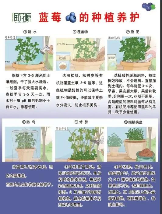 蓝莓种植方法，蓝莓种植方法和时间-第4张图片-优品飞百科