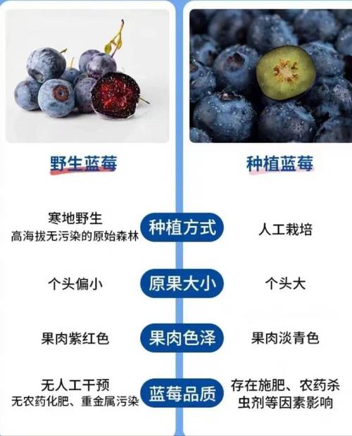 蓝莓种植方法，蓝莓种植方法和时间-第5张图片-优品飞百科