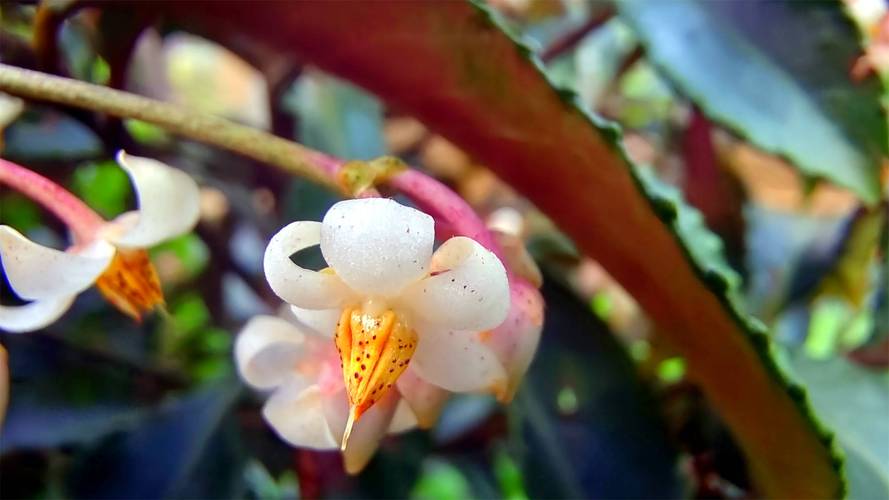 朱砂根什么时候开花？朱砂根什么时候发芽？