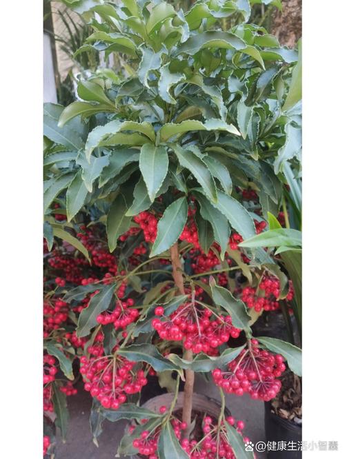 朱砂根什么时候开花？朱砂根什么时候发芽？-第4张图片-优品飞百科