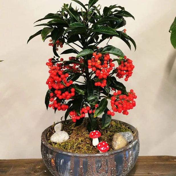 朱砂根什么时候开花？朱砂根什么时候发芽？-第3张图片-优品飞百科