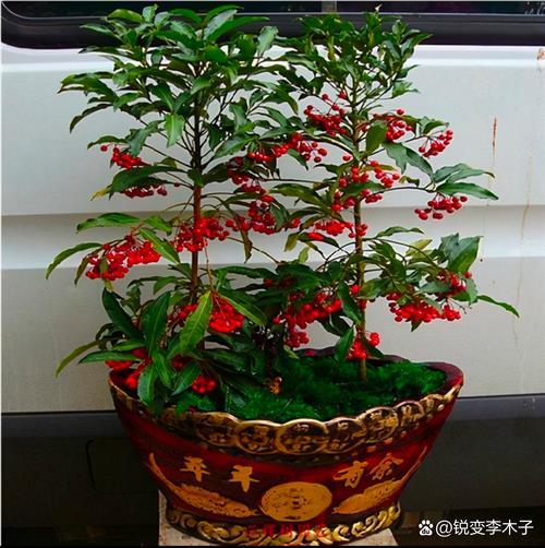 朱砂根什么时候开花？朱砂根什么时候发芽？-第5张图片-优品飞百科