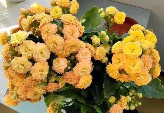 秋天嫌花长得不够壮，礼的部首是什么部-第2张图片-优品飞百科