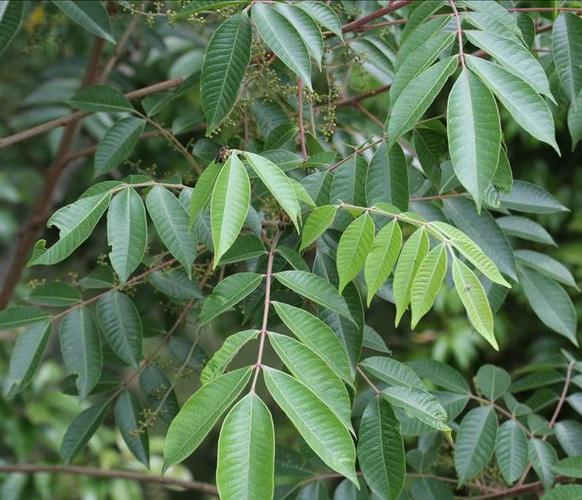 亚蜡木用什么土，白蜡木和亚花梨？-第3张图片-优品飞百科