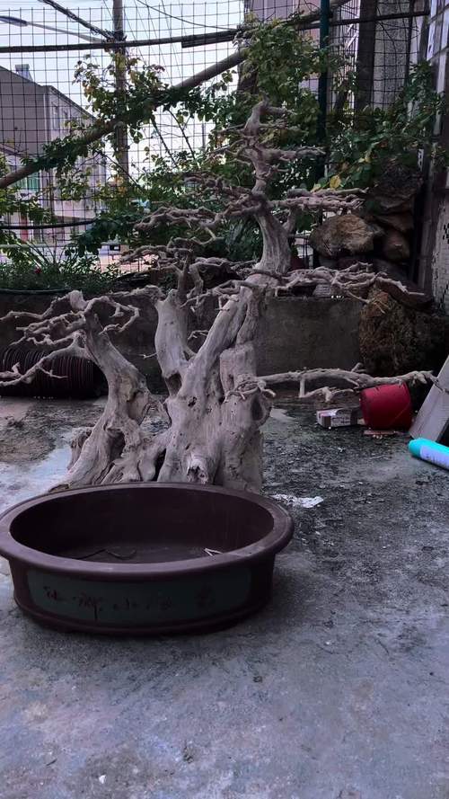 亚蜡木用什么土，白蜡木和亚花梨？-第5张图片-优品飞百科