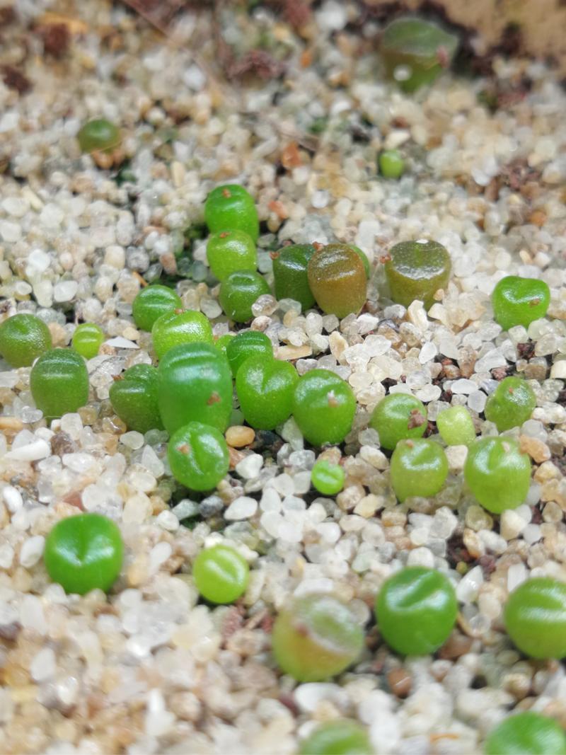 生石花怎么播种？生石花播种温度？
