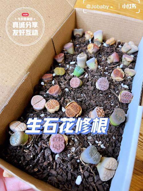 生石花怎么播种？生石花播种温度？-第2张图片-优品飞百科