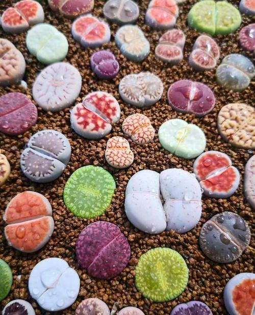 生石花怎么播种？生石花播种温度？-第4张图片-优品飞百科
