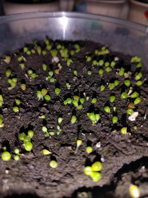 生石花怎么播种？生石花播种温度？-第5张图片-优品飞百科
