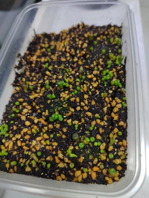生石花怎么播种？生石花播种温度？-第6张图片-优品飞百科