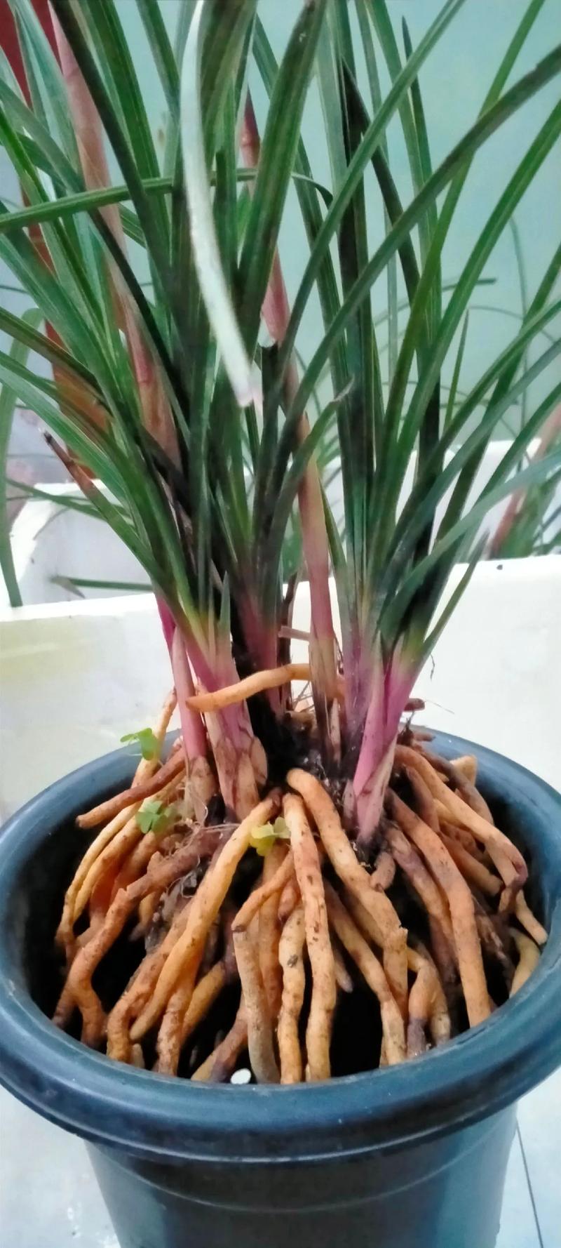 兰花没根怎样养出根来，兰花没根怎么办