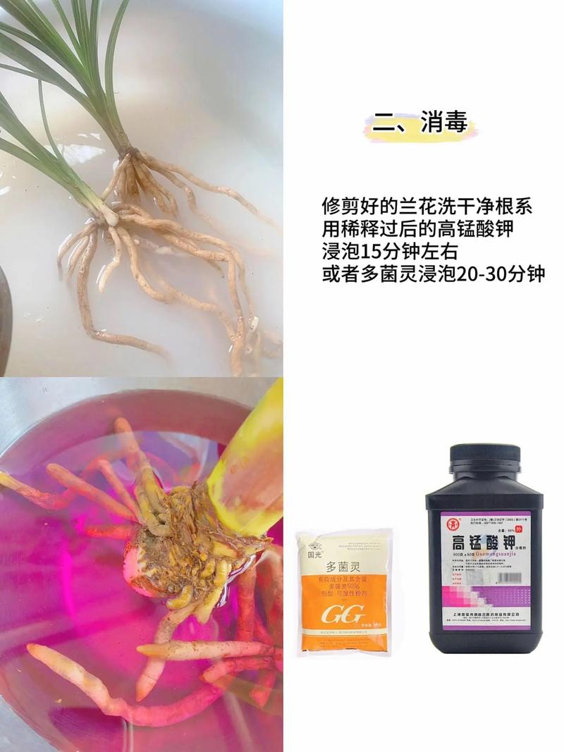 兰花没根怎样养出根来，兰花没根怎么办-第3张图片-优品飞百科