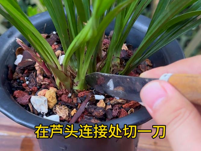 兰花没根怎样养出根来，兰花没根怎么办-第4张图片-优品飞百科