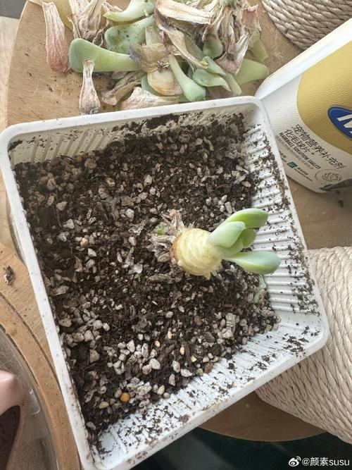 新买的多肉几天就养死，新买的多肉几天就养死了-第2张图片-优品飞百科
