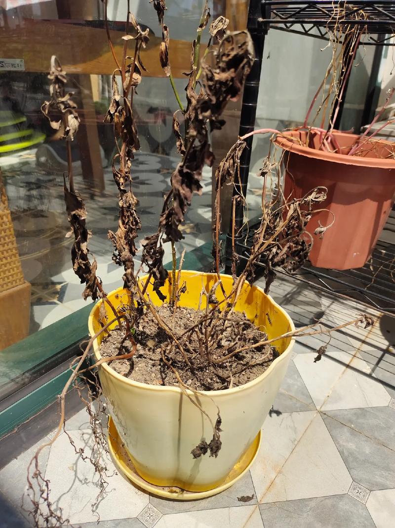 新买的多肉几天就养死，新买的多肉几天就养死了-第4张图片-优品飞百科