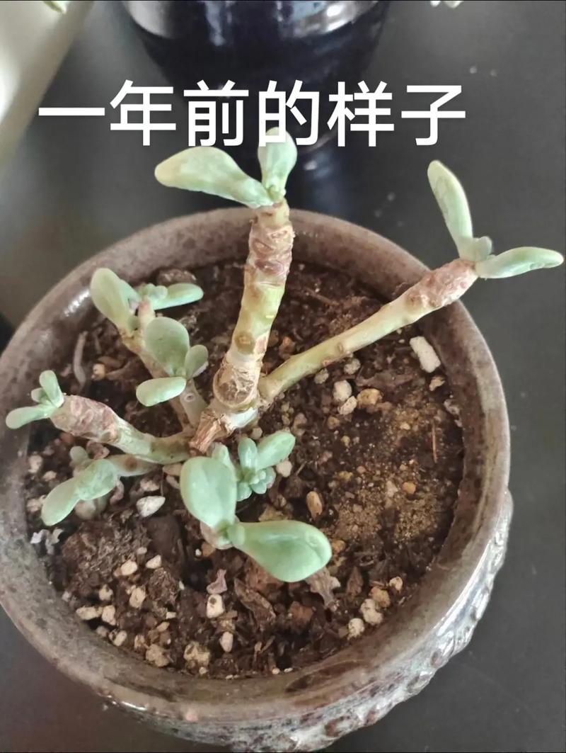 新买的多肉几天就养死，新买的多肉几天就养死了-第5张图片-优品飞百科