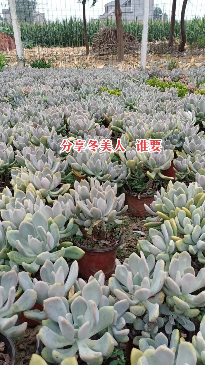 新买的多肉几天就养死，新买的多肉几天就养死了-第6张图片-优品飞百科