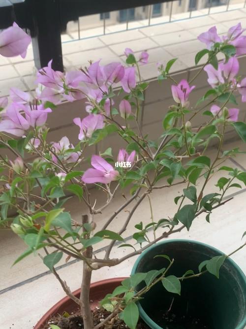 三角梅什么时候换盆好？三角梅花期可以换盆吗?？