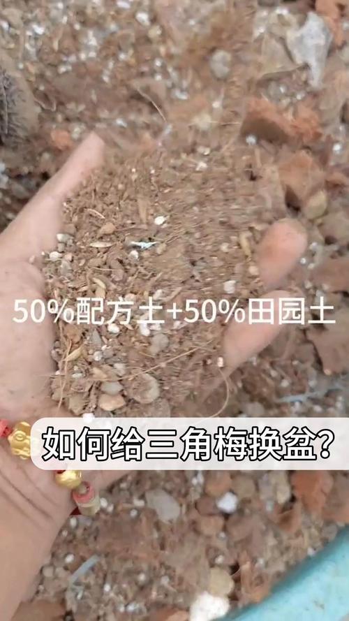三角梅什么时候换盆好？三角梅花期可以换盆吗?？-第2张图片-优品飞百科