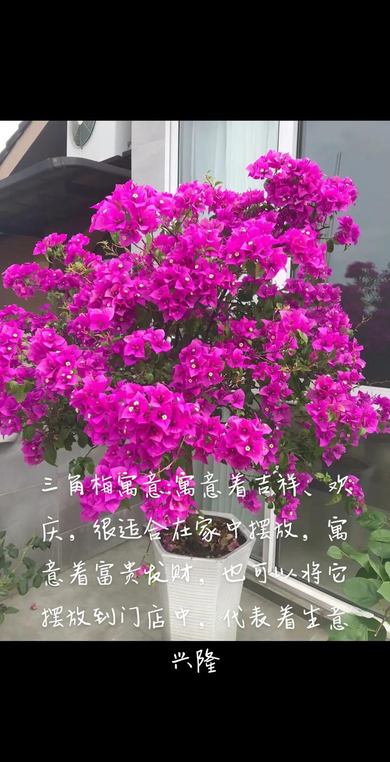 三角梅什么时候换盆好？三角梅花期可以换盆吗?？-第3张图片-优品飞百科