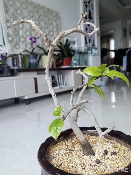 三角梅什么时候换盆好？三角梅花期可以换盆吗?？-第4张图片-优品飞百科
