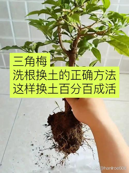三角梅什么时候换盆好？三角梅花期可以换盆吗?？-第5张图片-优品飞百科