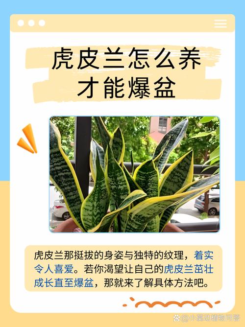 如何让虎皮兰爆盆？如何让虎皮兰爆盆两种方法？-第4张图片-优品飞百科