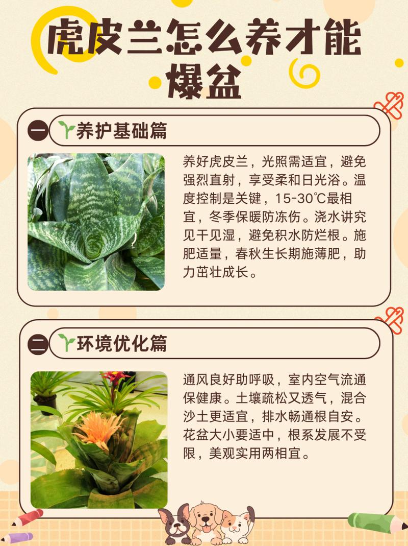 如何让虎皮兰爆盆？如何让虎皮兰爆盆两种方法？-第6张图片-优品飞百科