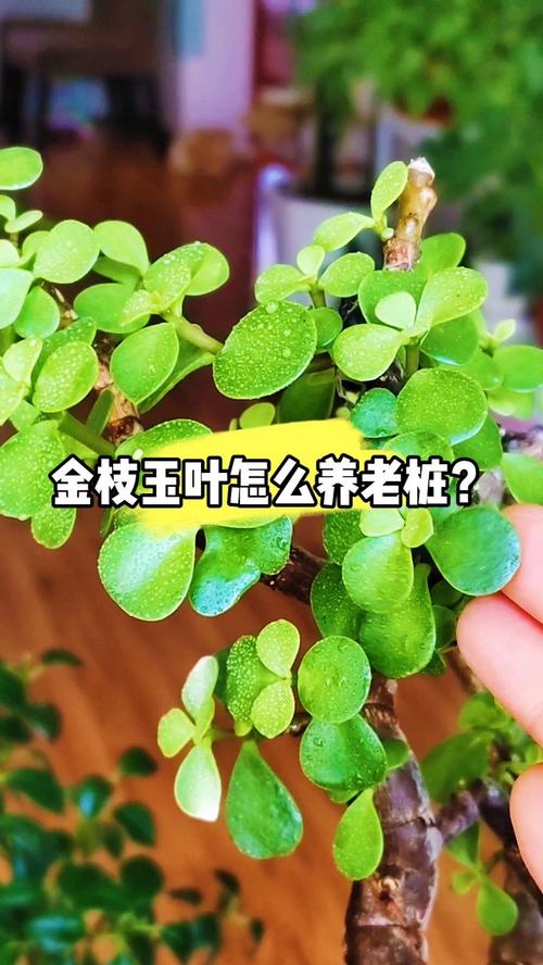 金枝玉叶冬天落叶子吗？金枝玉叶冬天落叶子吗怎么办？-第4张图片-优品飞百科