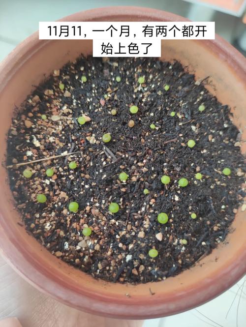 生石花开花后有种子吗，生石花开花后还会开花吗？-第2张图片-优品飞百科