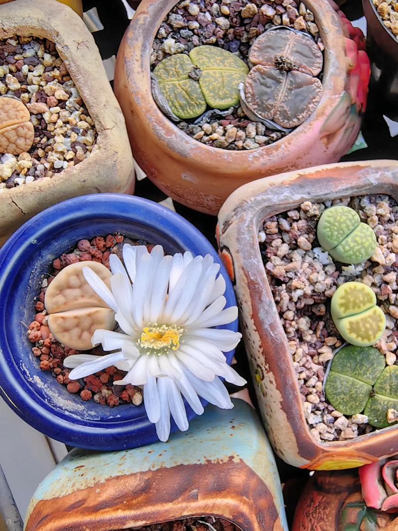 生石花开花后有种子吗，生石花开花后还会开花吗？-第3张图片-优品飞百科