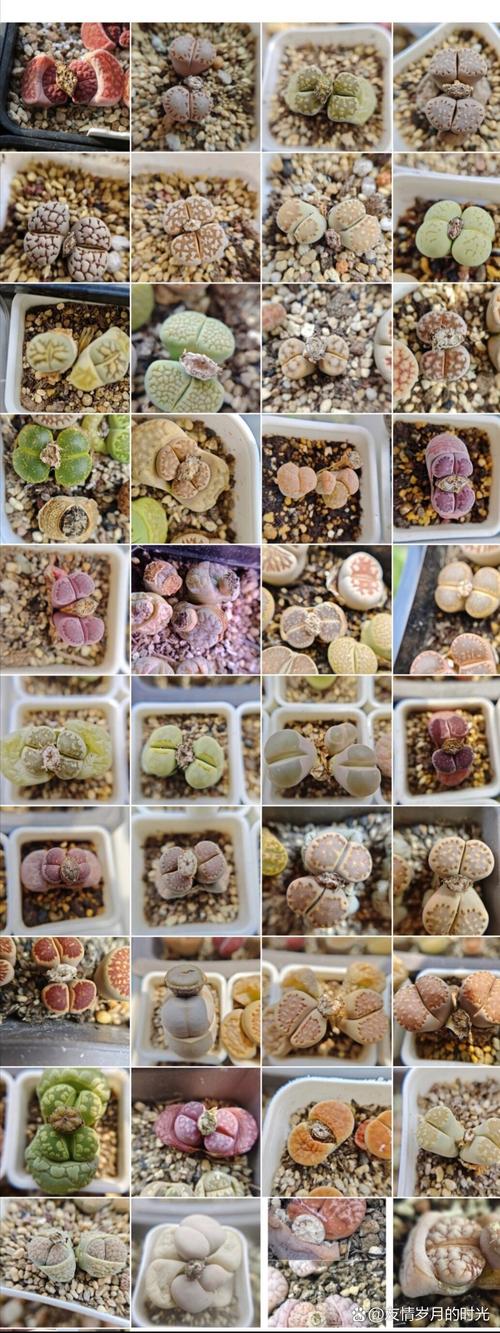 生石花开花后有种子吗，生石花开花后还会开花吗？-第4张图片-优品飞百科