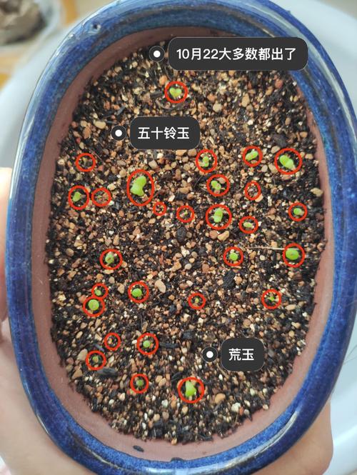 生石花开花后有种子吗，生石花开花后还会开花吗？-第5张图片-优品飞百科