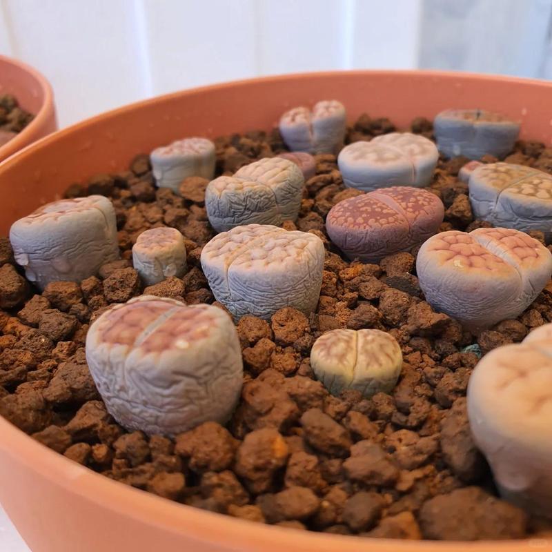 生石花开花后有种子吗，生石花开花后还会开花吗？-第6张图片-优品飞百科