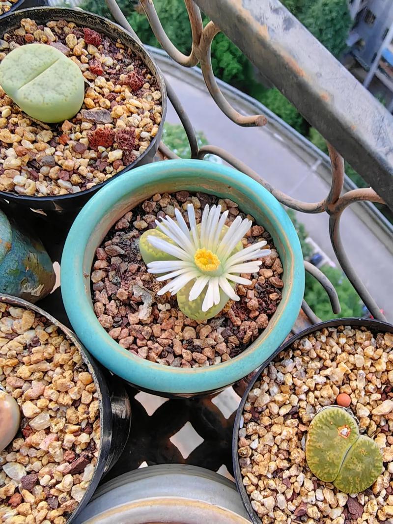 生石花开花后有种子吗，生石花开花后还会开花吗？-第7张图片-优品飞百科