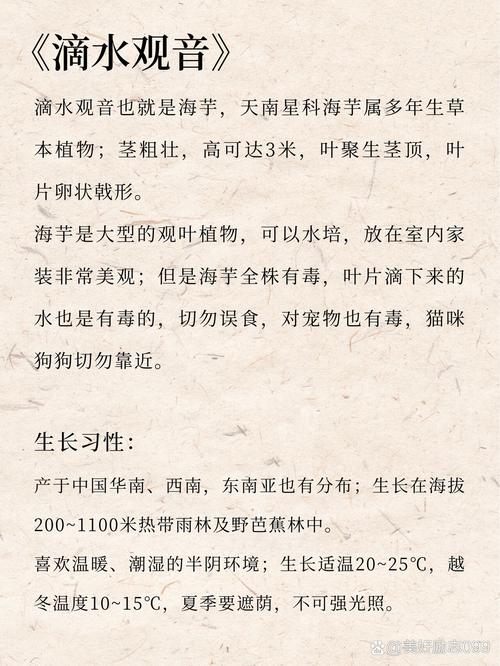滴水观音水培养护要注意什么，滴水观音水培视频-第2张图片-优品飞百科