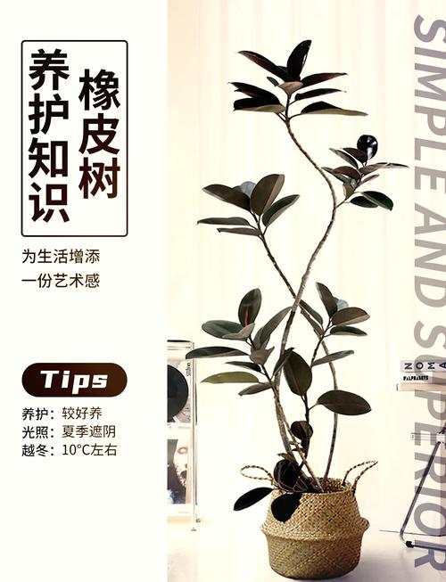 怎么让橡皮树长粗，怎样让橡皮树长粗？-第4张图片-优品飞百科