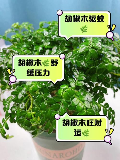胡椒木如何养护，胡椒木如何养护和浇水