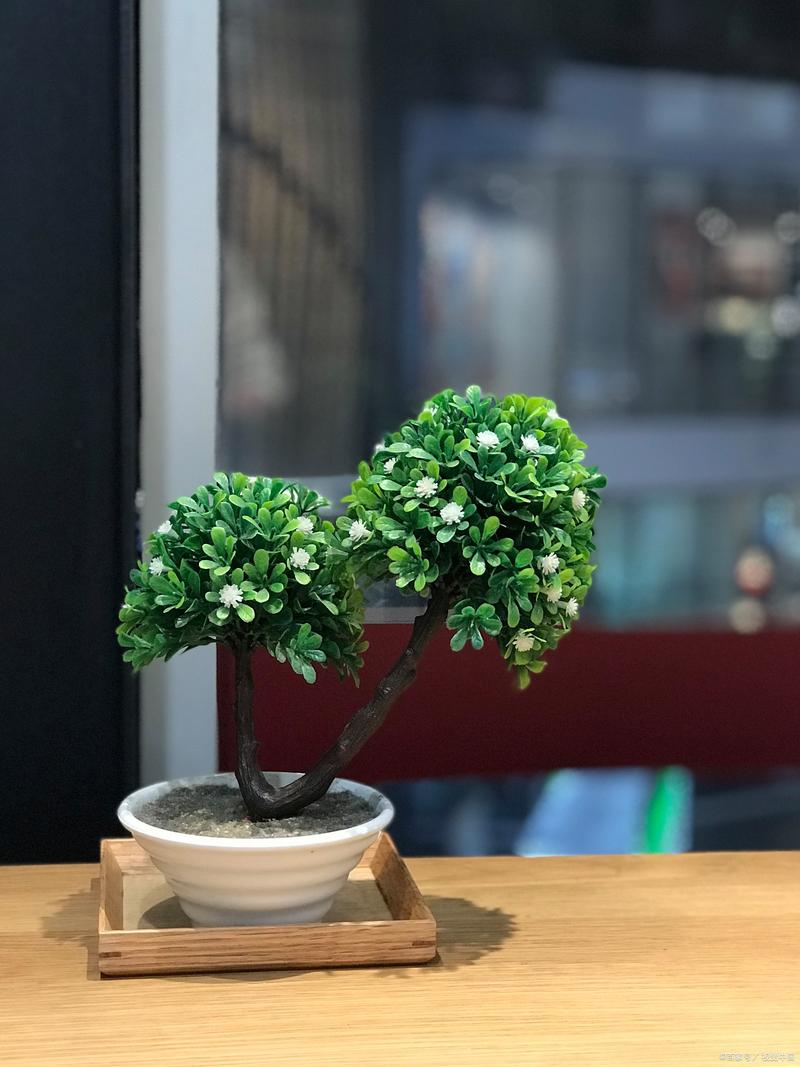 胡椒木如何养护，胡椒木如何养护和浇水-第2张图片-优品飞百科