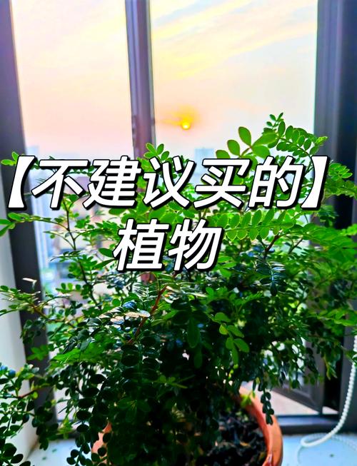 胡椒木如何养护，胡椒木如何养护和浇水-第5张图片-优品飞百科