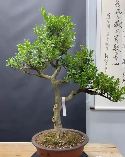 黄杨树怎么养，黄杨树怎么养能长得快-第4张图片-优品飞百科