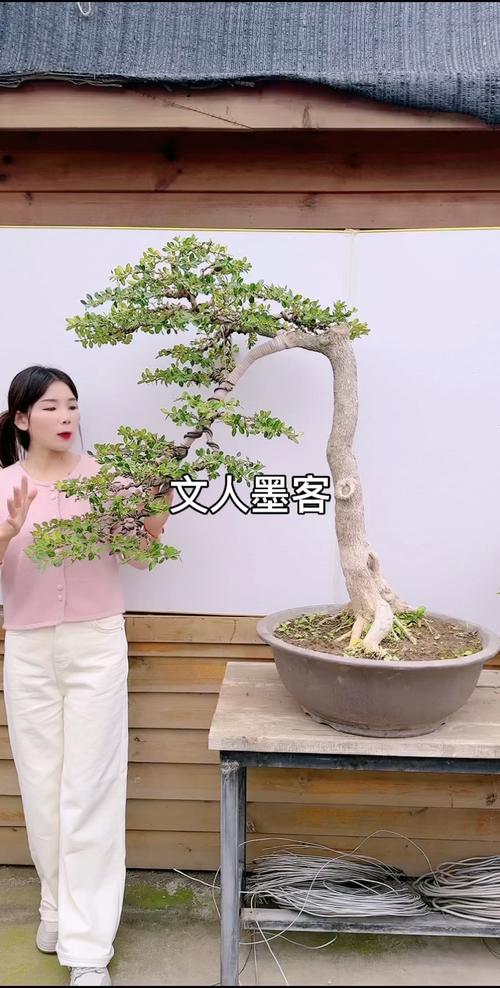 黄杨树怎么养，黄杨树怎么养能长得快-第5张图片-优品飞百科