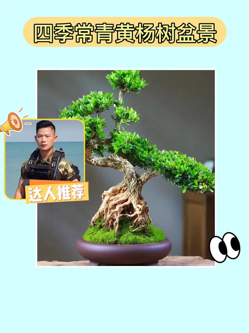 黄杨树怎么养，黄杨树怎么养能长得快-第6张图片-优品飞百科