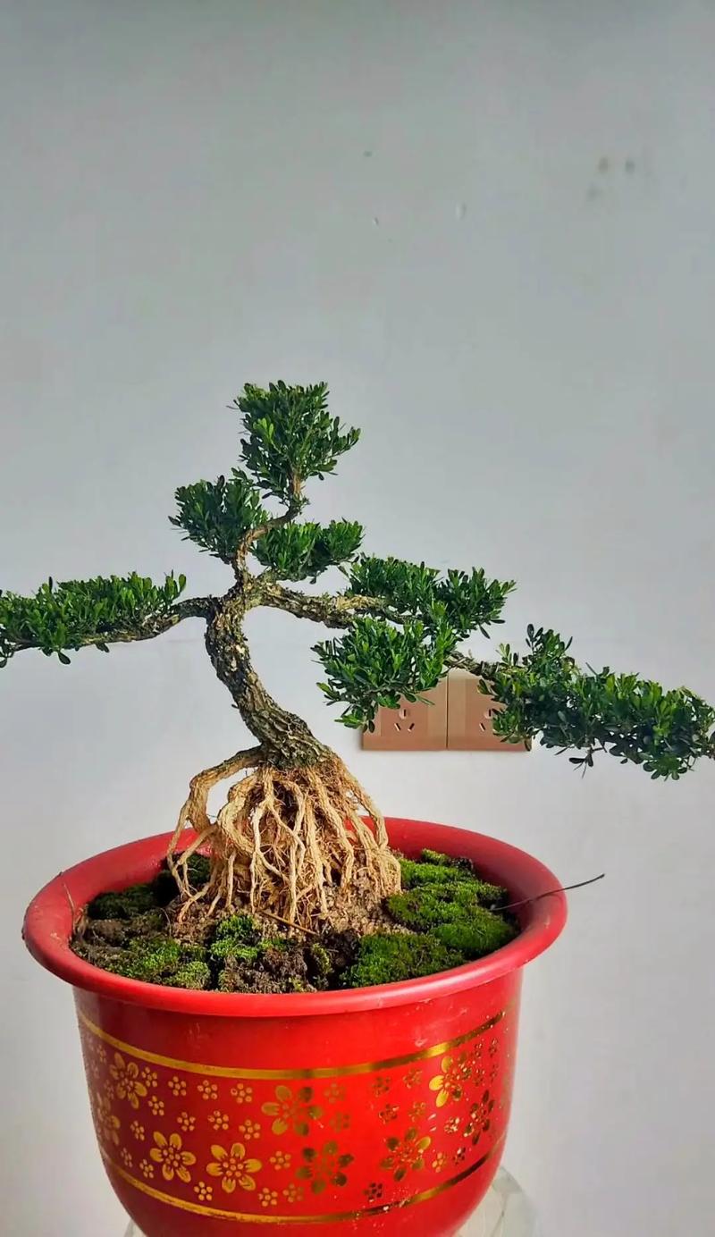 黄杨树怎么养，黄杨树怎么养能长得快-第7张图片-优品飞百科