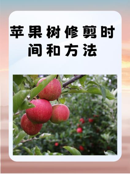 短枝富士如何修剪，短枝富士如何修剪好看？
