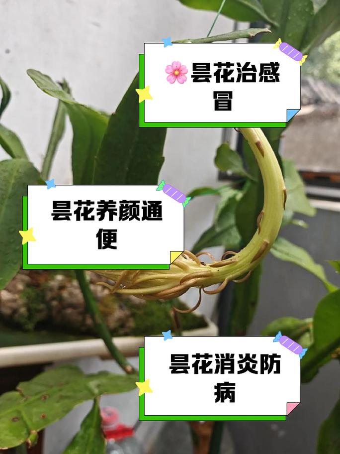 昙花种子怎么种，昙花种子怎么种植方法？-第2张图片-优品飞百科