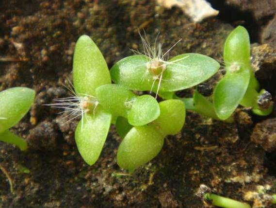 昙花种子怎么种，昙花种子怎么种植方法？-第3张图片-优品飞百科
